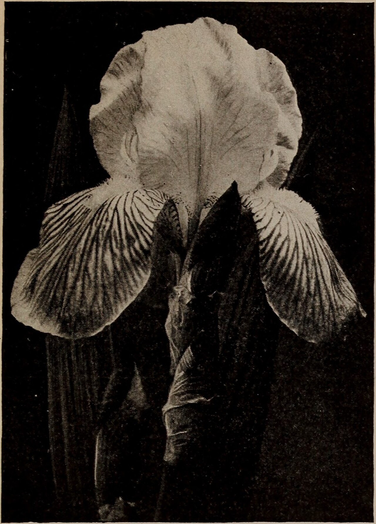 The Red Sowing